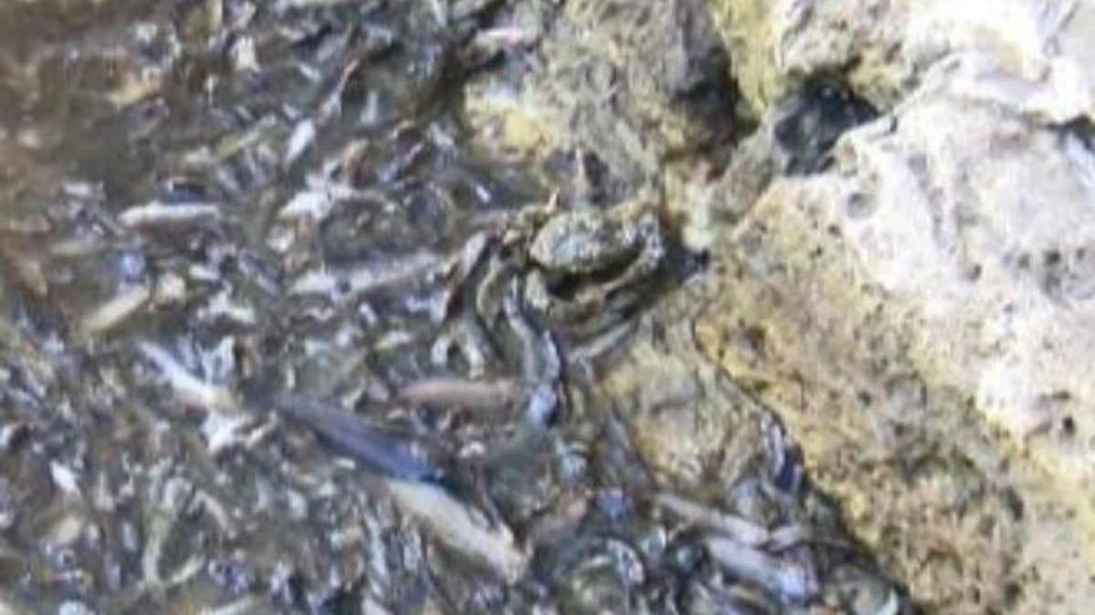 Küçükçekmece Gölü'nde balıklar ölüyor