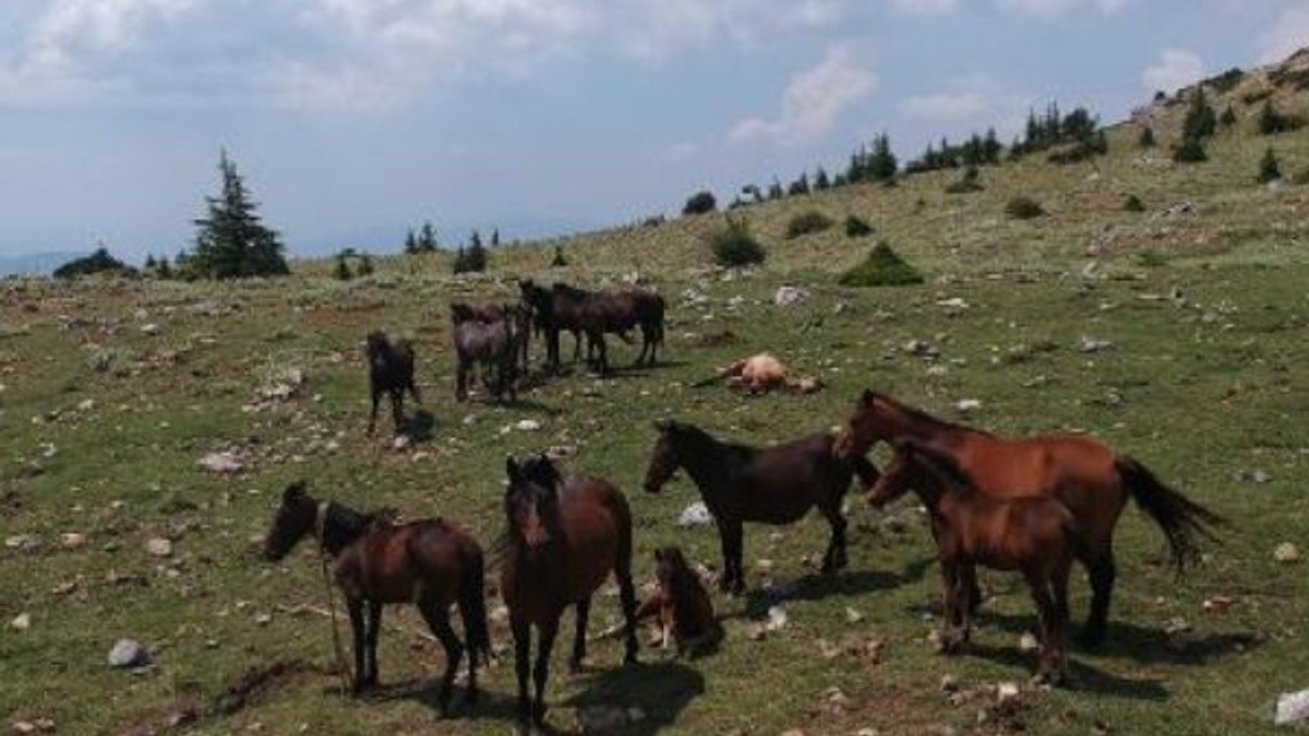Spil Dağları'nın özgür ruhu: Yılkı atı