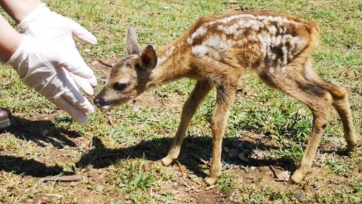 Bartın’da bir keçi, yavru karacaya annelik yaptı