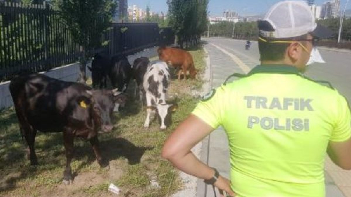 Ankara'da polis, başıboş hayvanlara bekçilik etti