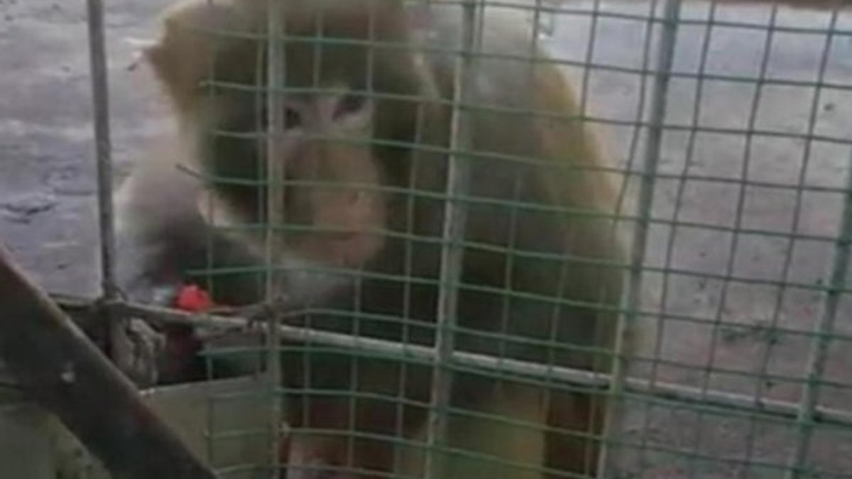 İstanbul'da oto galeride maymunlar operasyonla kurtarıldı