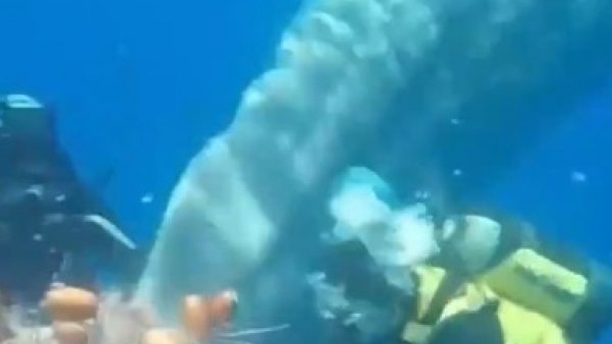 İtalya'da sahil güvenlik balinayı ağlardan kurtardı