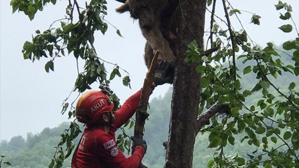 Rize'de çıktığı ağaçta mahsur kalan ayıyı AKUT kurtardı