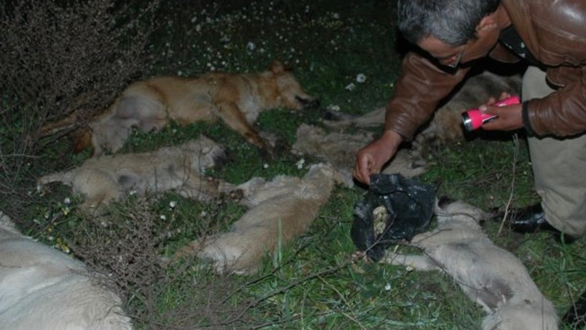 Afyonkarahisar'da 7 köpek zehirlendi