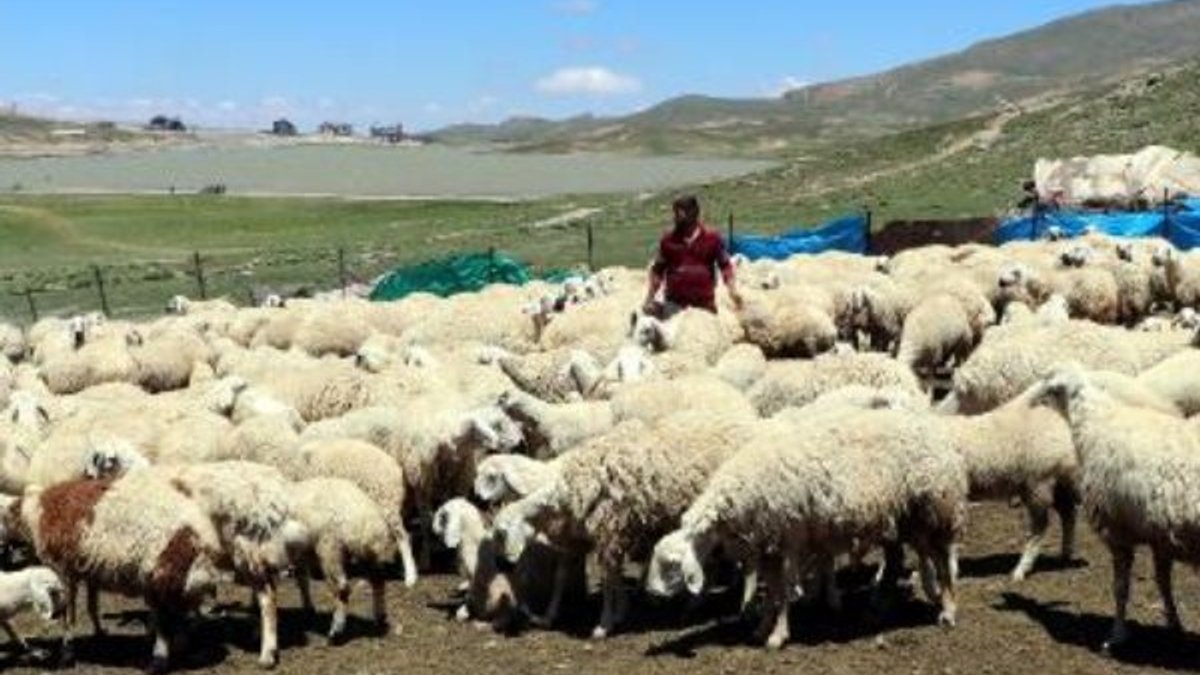 Kayseri'de 4 bin lira maaşla çalışacak çoban bulamıyor