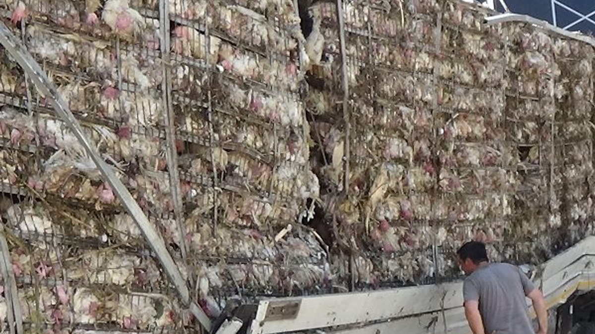 Bursa'da tavuk yüklü tır şarampole yuvarlandı