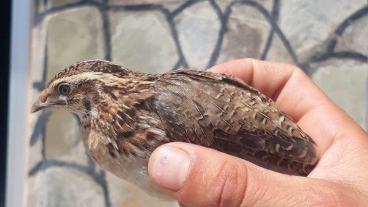 Van'ın yaralı kuşları tedavi altına alındı
