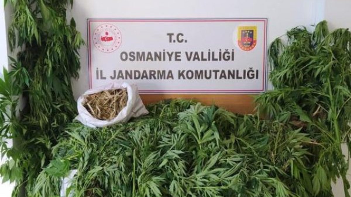 Osmaniye'de 182 kök kenevir bitkisi ele geçirildi