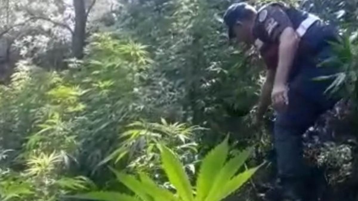 Manisa’da ormanlık alanı uyuşturucu bahçesine çevirdiler
