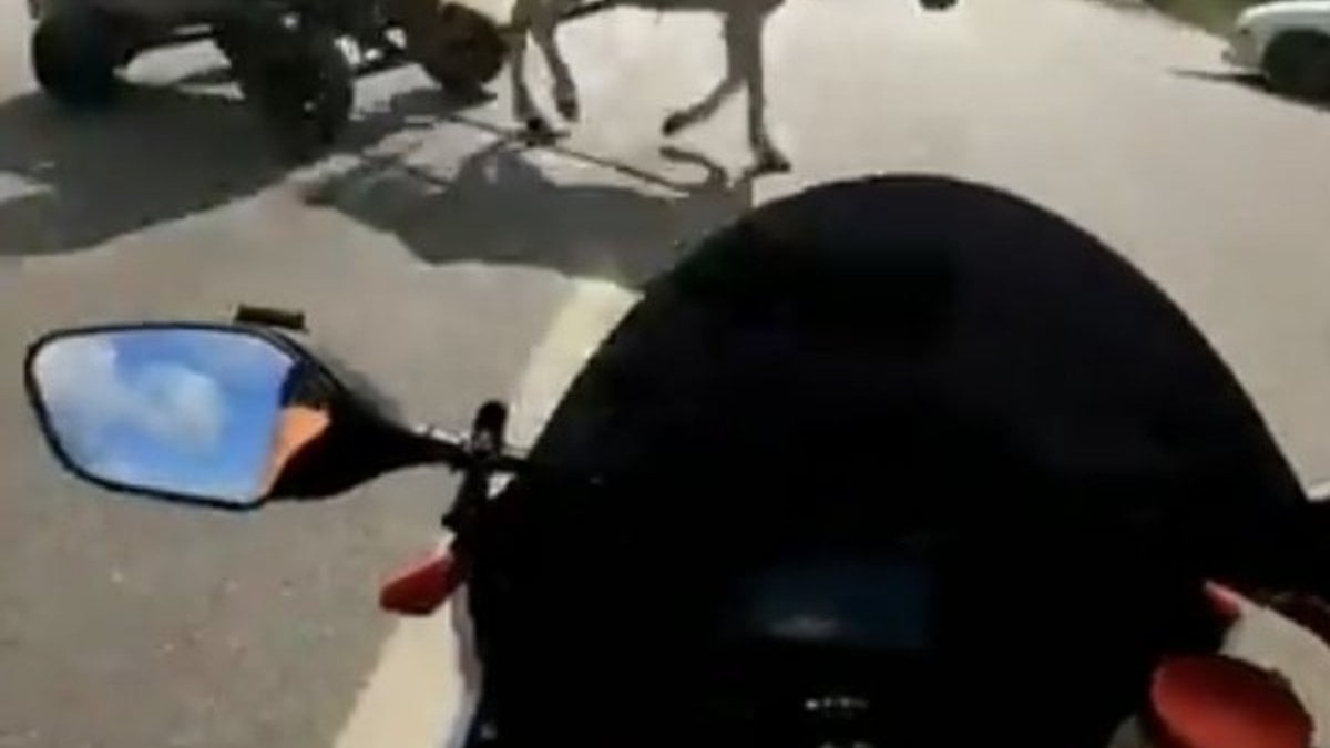 Şile'de aşırı hızlı motosikletli, ata çarptı