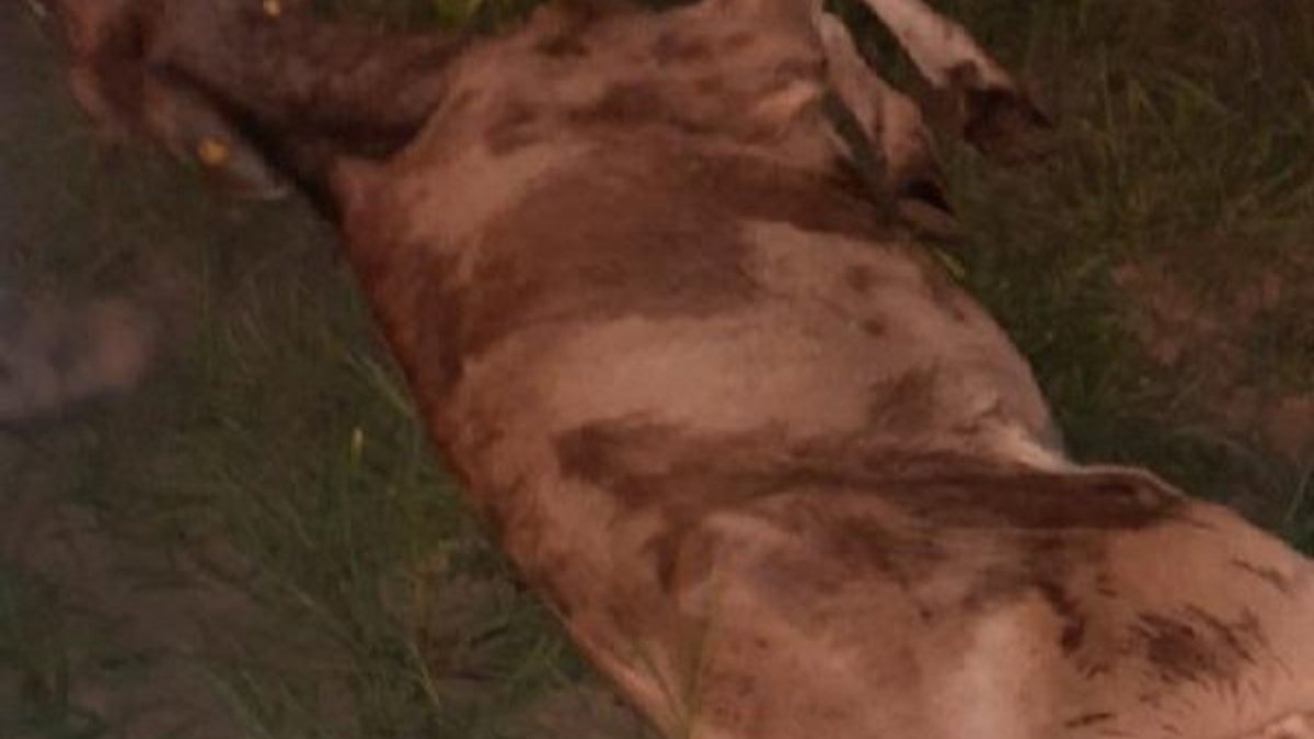Sakarya'da 14 büyükbaş hayvanın öldüğü mera kapatıldı