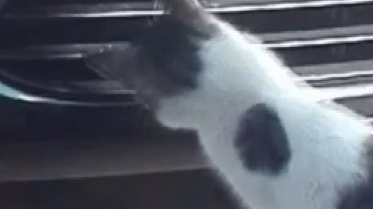 Sivas'ta kedinin fareyle imtihanı kamerada