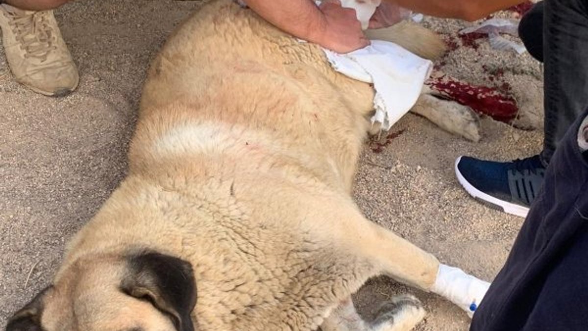 Aydın'da köpeği bıçaklayan şahıs gözaltına alındı