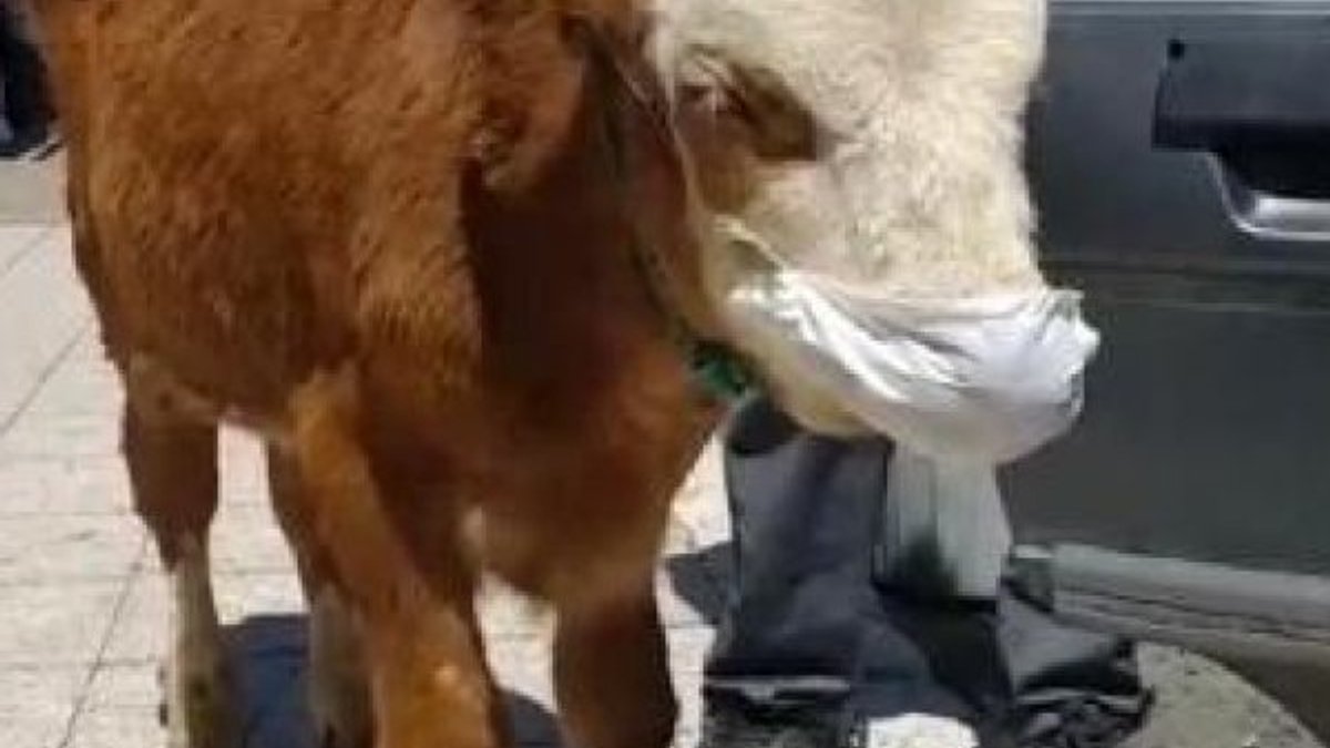 Kars'ta veterinere giden buzağıya maske takıldı