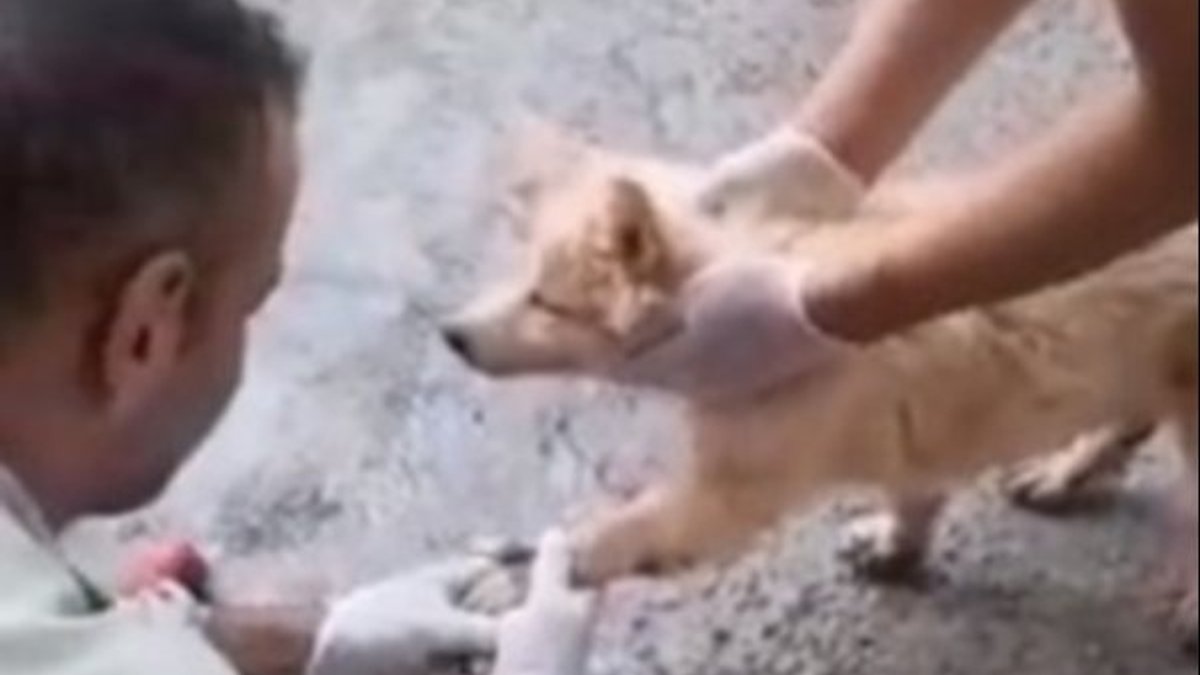 Hakkari'de ayakları asfalta yapışan köpek kurtarıldı