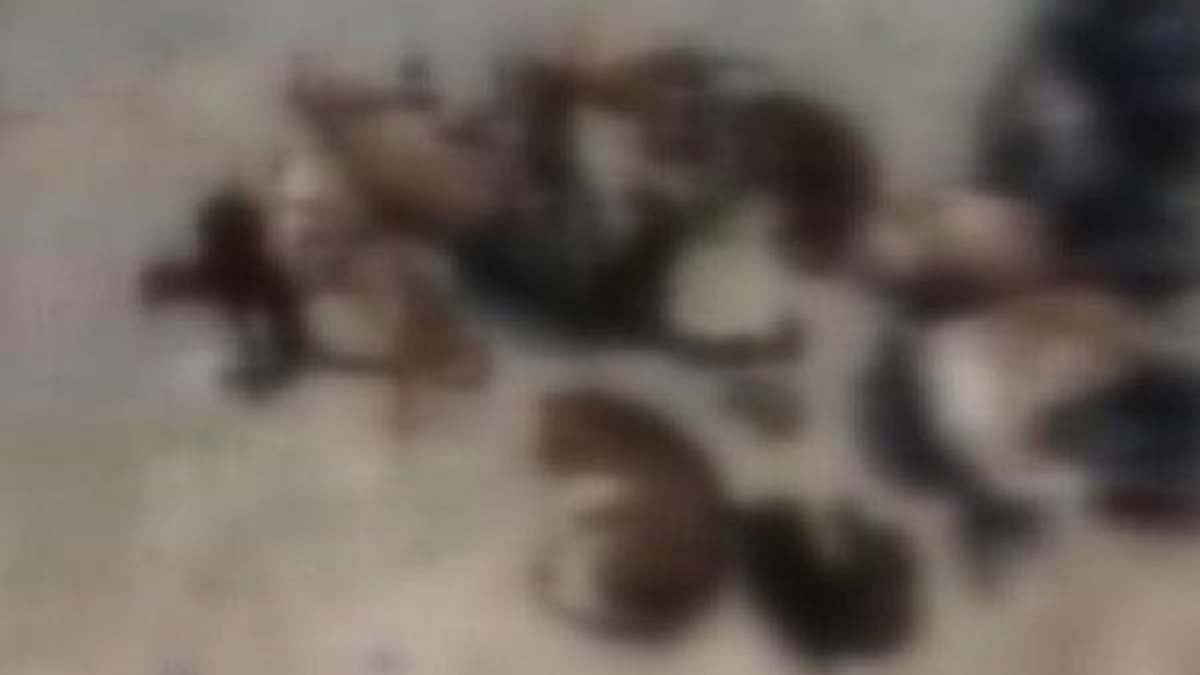 Küçükçekmece'de 16 ölü kedi bulundu