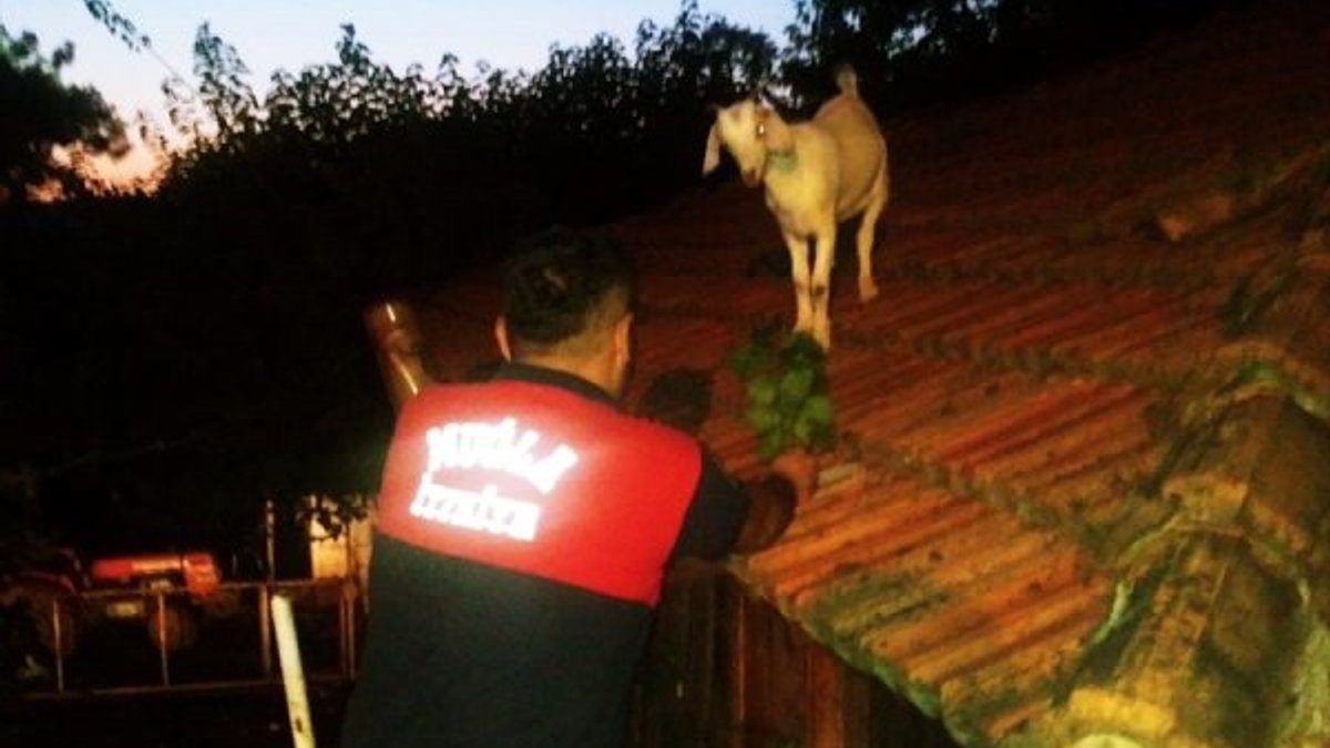 Muğla'da çatıya çıkan keçileri itfaiye kurtardı