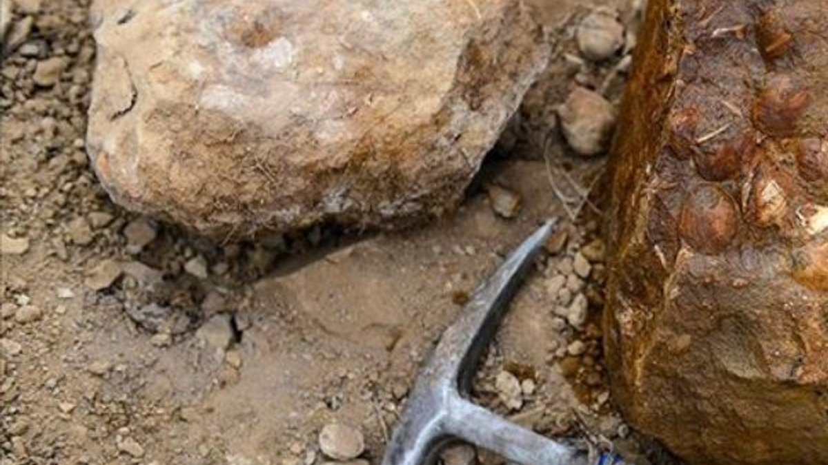 Iğdır'daki fosillerle ilgili bilimsel çalışma başlatıldı
