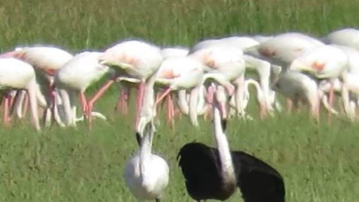 Sultan Sazlığı Milli Parkı'nda siyah flamingo görüldü