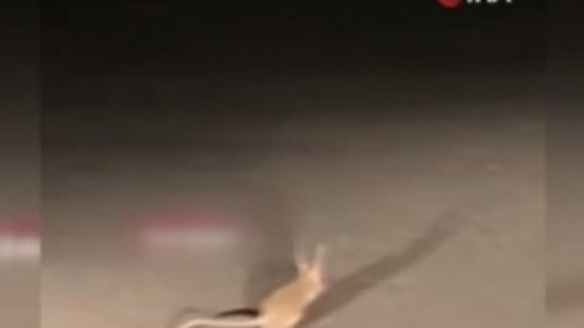 Kanguru faresi Ankara'da görüldü