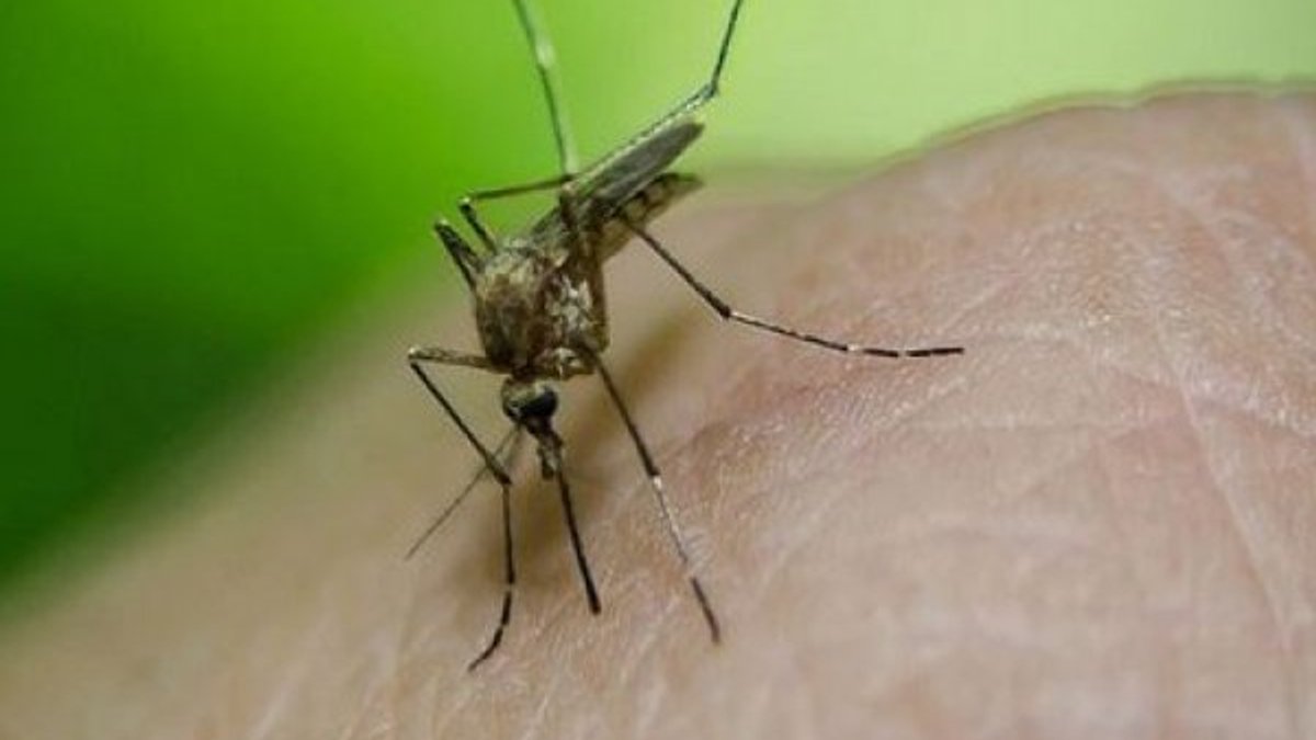 Koronavirüs, sivrisinekler aracılığıyla bulaşmıyor