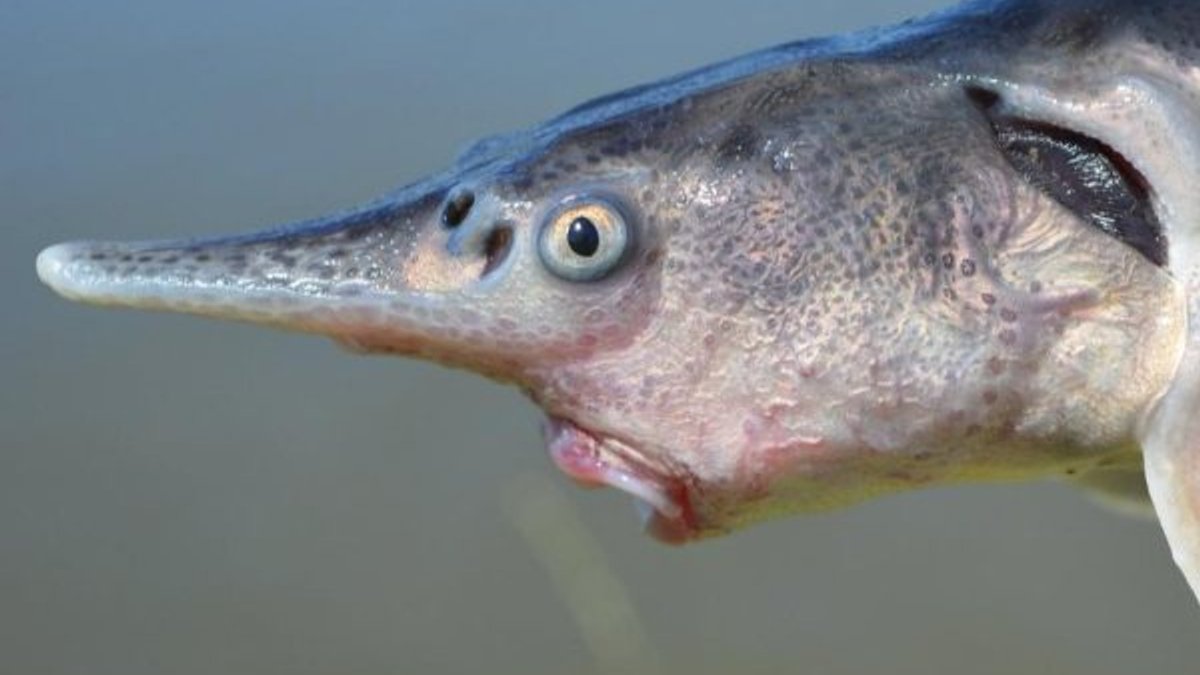 Araştırmacılar yanlışlıkla farklı tür balıkları melezledi