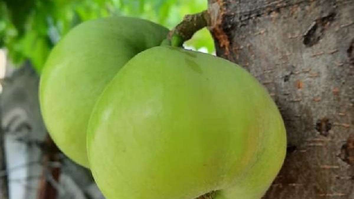 Elazığ'da bir ağaç, gövdesinden meyve verdi