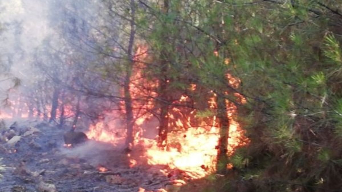 Şanlıurfa'da orman yangını