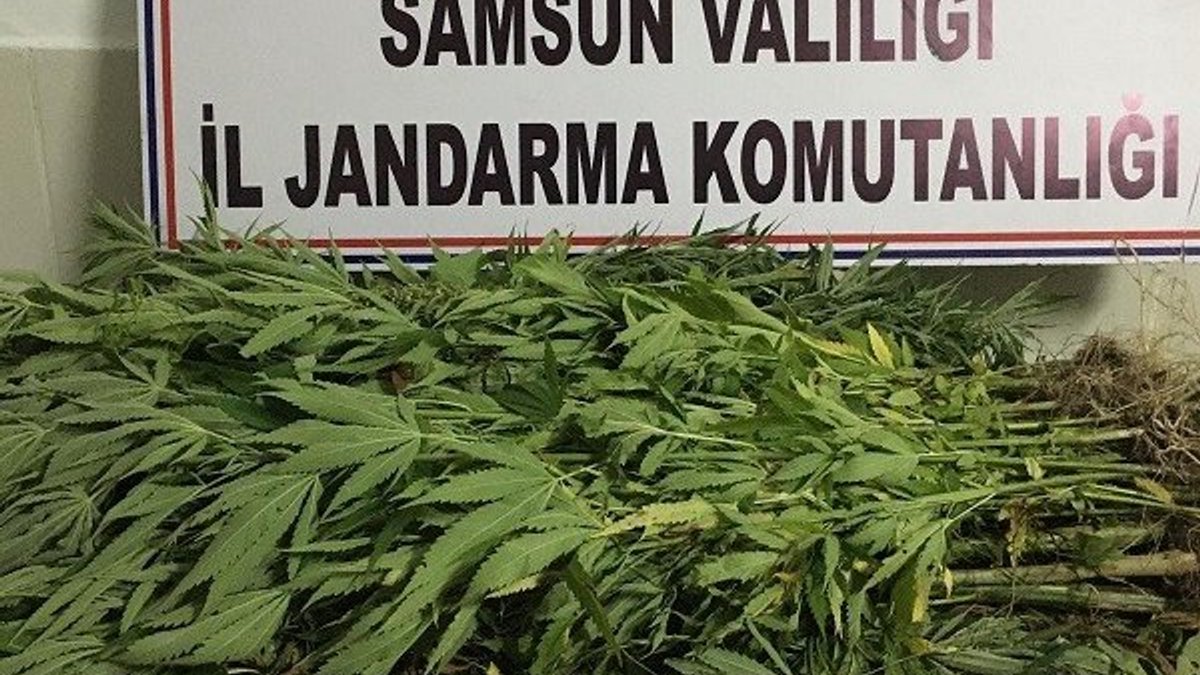 Samsun’da uyuşturucu operasyonu: 12 gözaltı