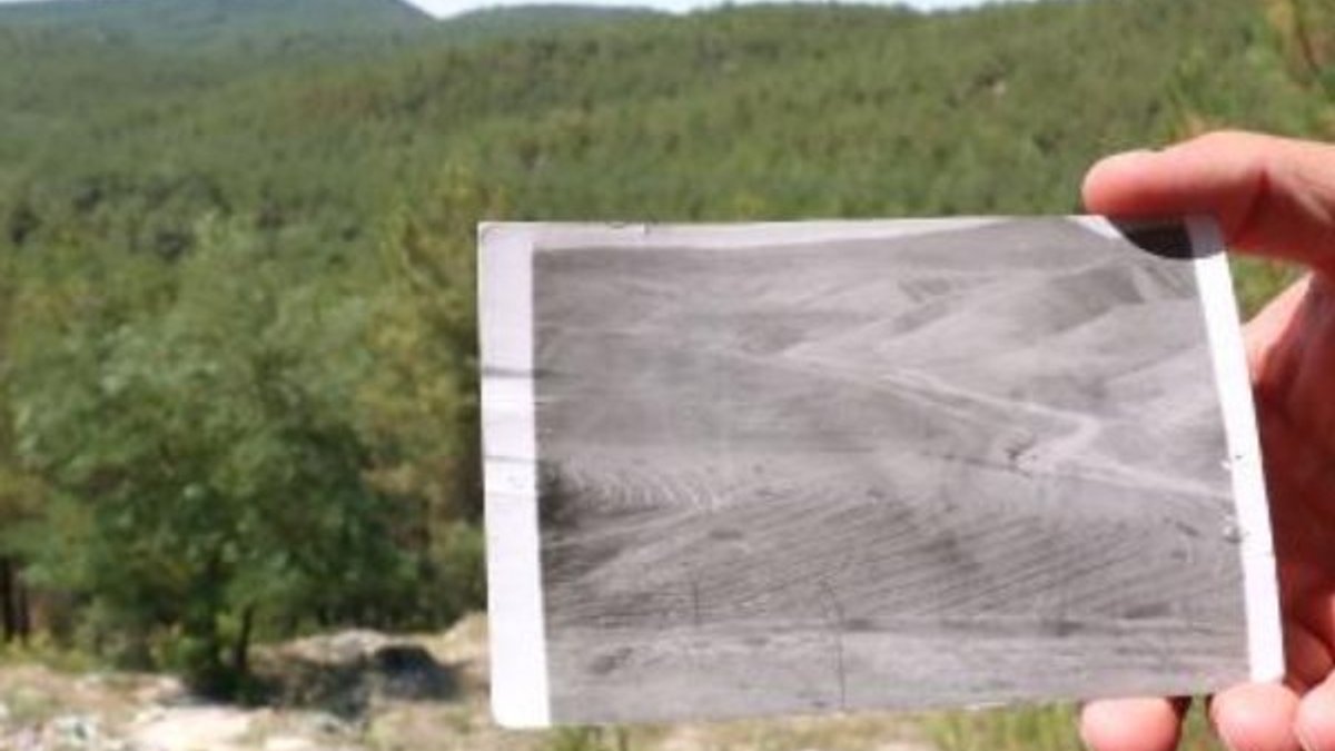 Sinop'ta çorak araziyi 40 yılda ormana çevirdiler