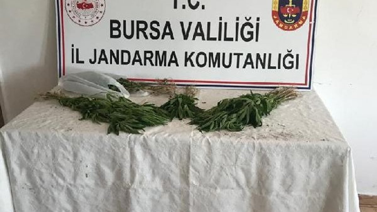 Bursa'da bir fındık tarlasında esrar yakalandı