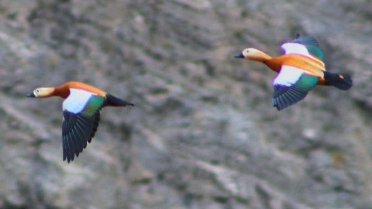 Erzurum'da eşine bağlı olan Angut kuşu görüldü