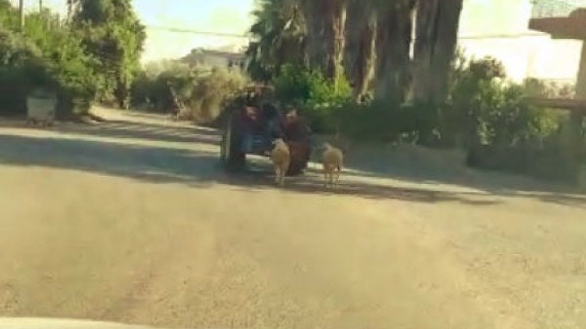 Antalya'da kurbanlık koyunlara traktörlü eziyet