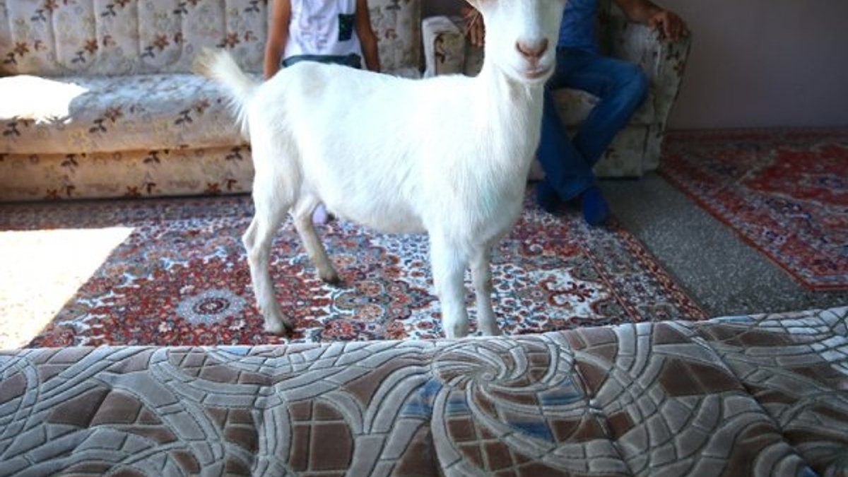 Düzce'de annesinin terk ettiği keçiyi sahiplendiler