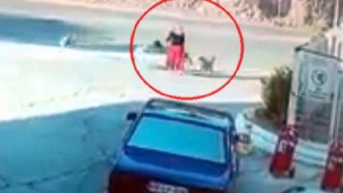 Muğla'da 6 köpeğin saldırısına uğrayan kadın