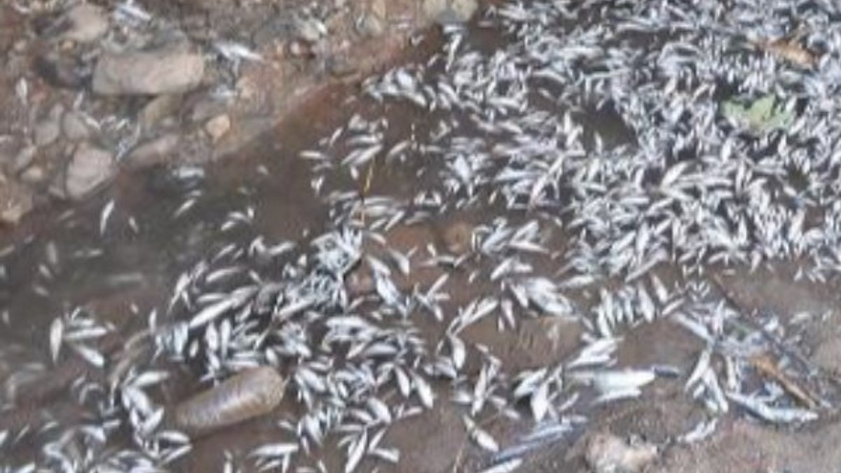 Manisa'da çay kuruyunca binlerce balık telef oldu