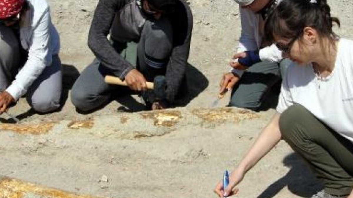 Kayseri'de 7,5 milyon yıllık iki fosil daha bulundu