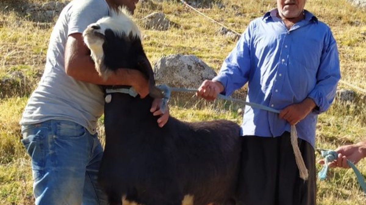 Adıyaman'da uçurumda mahsur kalan keçi kurtarıldı