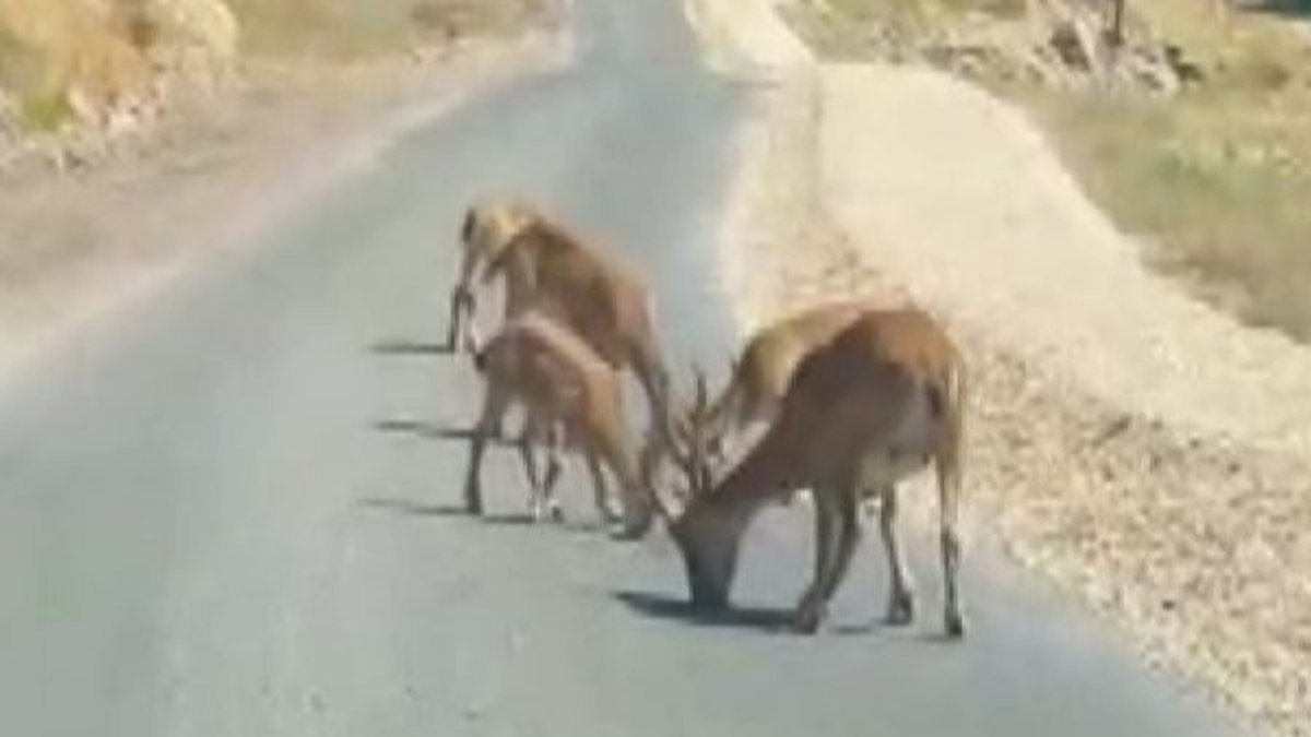 Tunceli'de dağ keçileri tuz için yola indi: Uyarı geldi