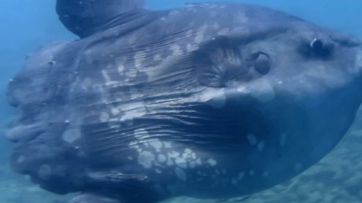Saros Körfezi'nde ay balığı görüntülendi