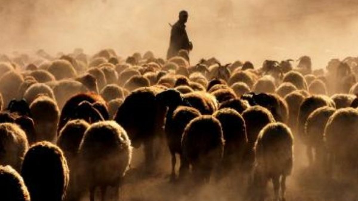 Bitlis’te koyunların tozlu yolculuğundan manzaralar
