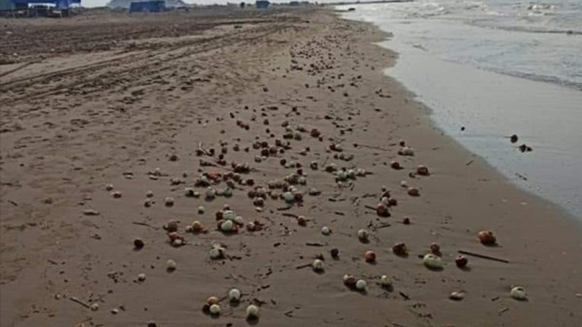Adana'da plajını dolduran soğanlar şaşırttı