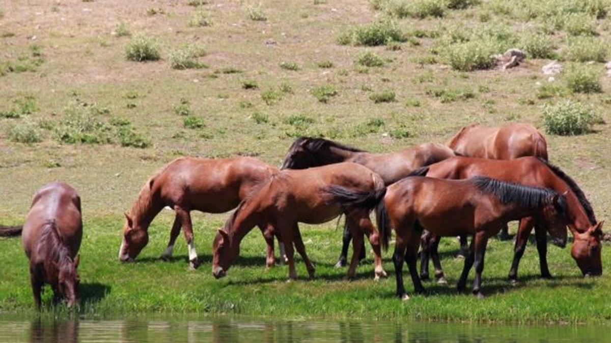 Tunceli'de göçerler, atları doğaya saldı