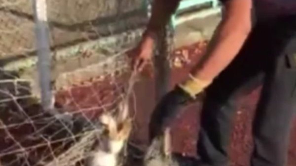 Aydın'da kale ağına takılan kediyi itfaiye kurtardı