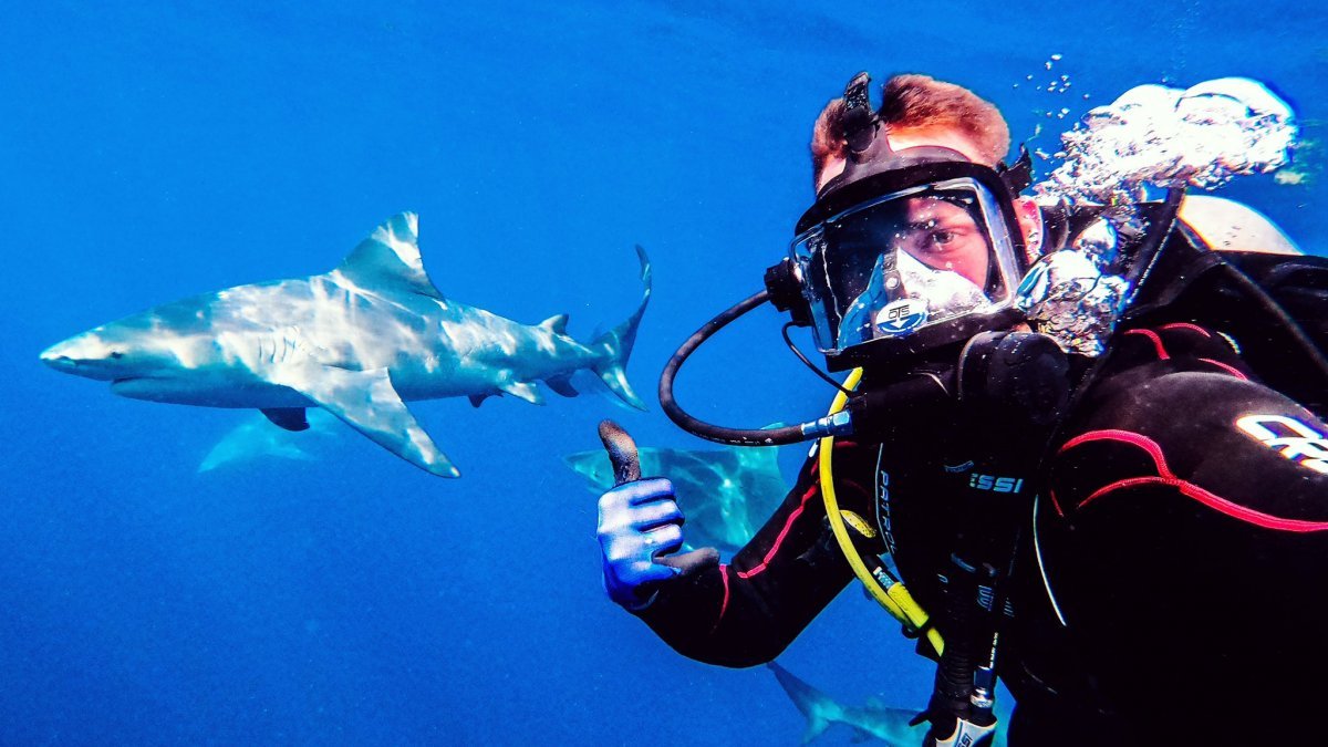 Bermuda Adaları’nda köpek balıklarını test etti