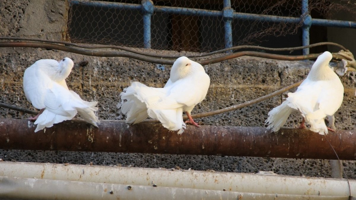 Diyarbakır'ın asil Kırktelli kuşlarının felç görünümü