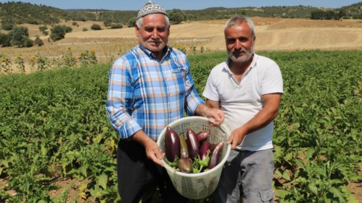 Afyonkarahisar'da ata tohumu ile patlıcan üretiyorlar