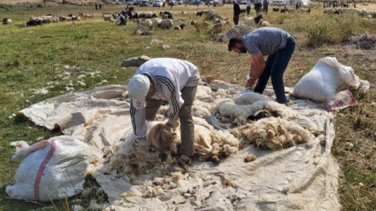 Hakkari'nin 2 bin 800 rakımlı yaylasında kuzu kırkıldı