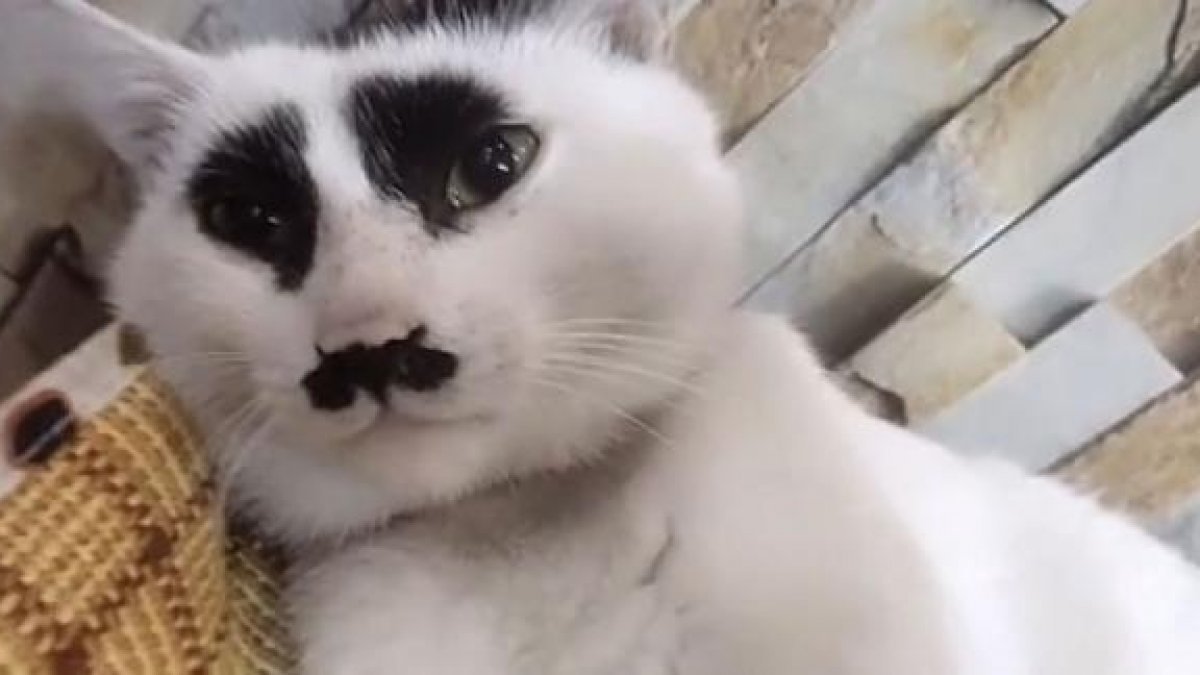Çin'deki üzgün kedi, sosyal medyada ilgi odağı oldu