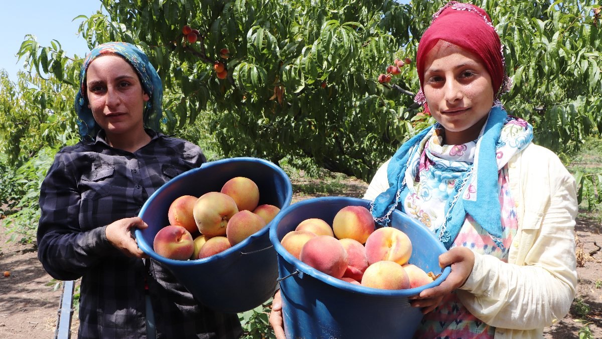 Çarşamba Ovası'nda şeftali hasadı